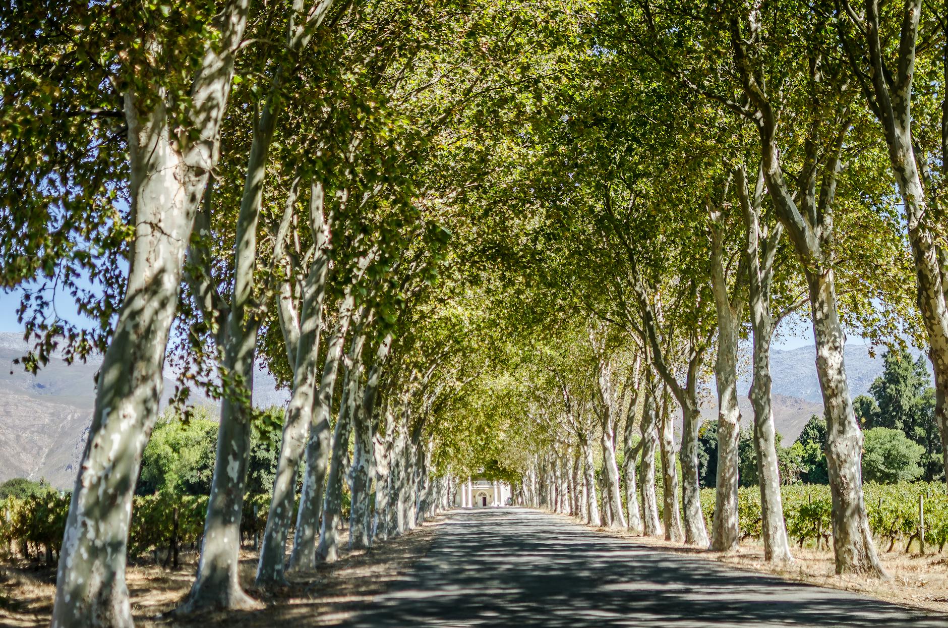 Letnia aleja wysadzana drzewami w regionie winiarskim RPA