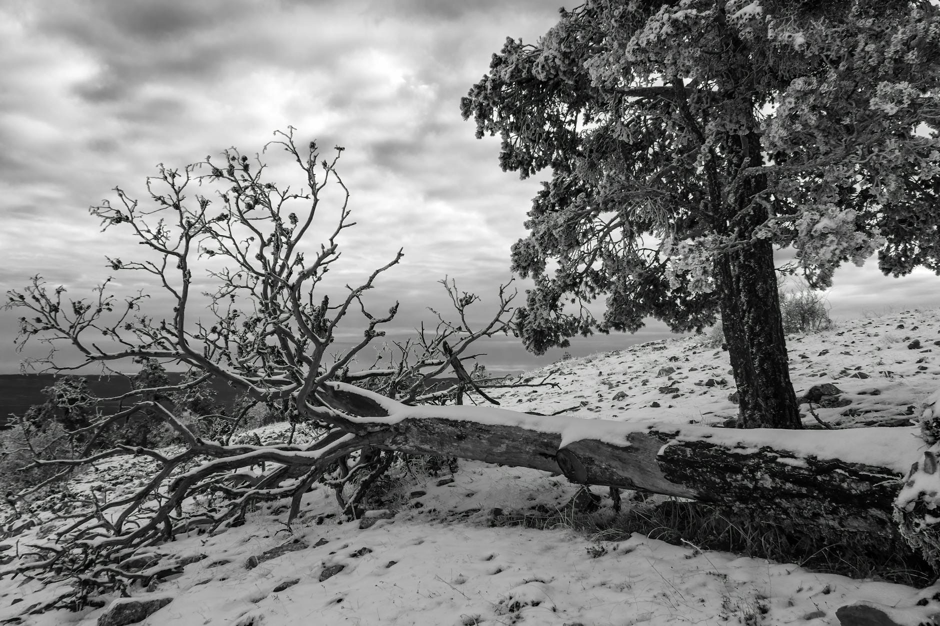 Ośnieżone drzewa w zimowym krajobrazie Aragonii w Hiszpanii