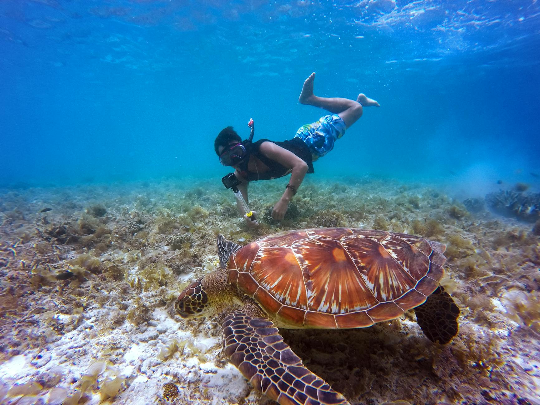 Nurek przy żółwiu morskim nad rafą koralową na Koh Tao