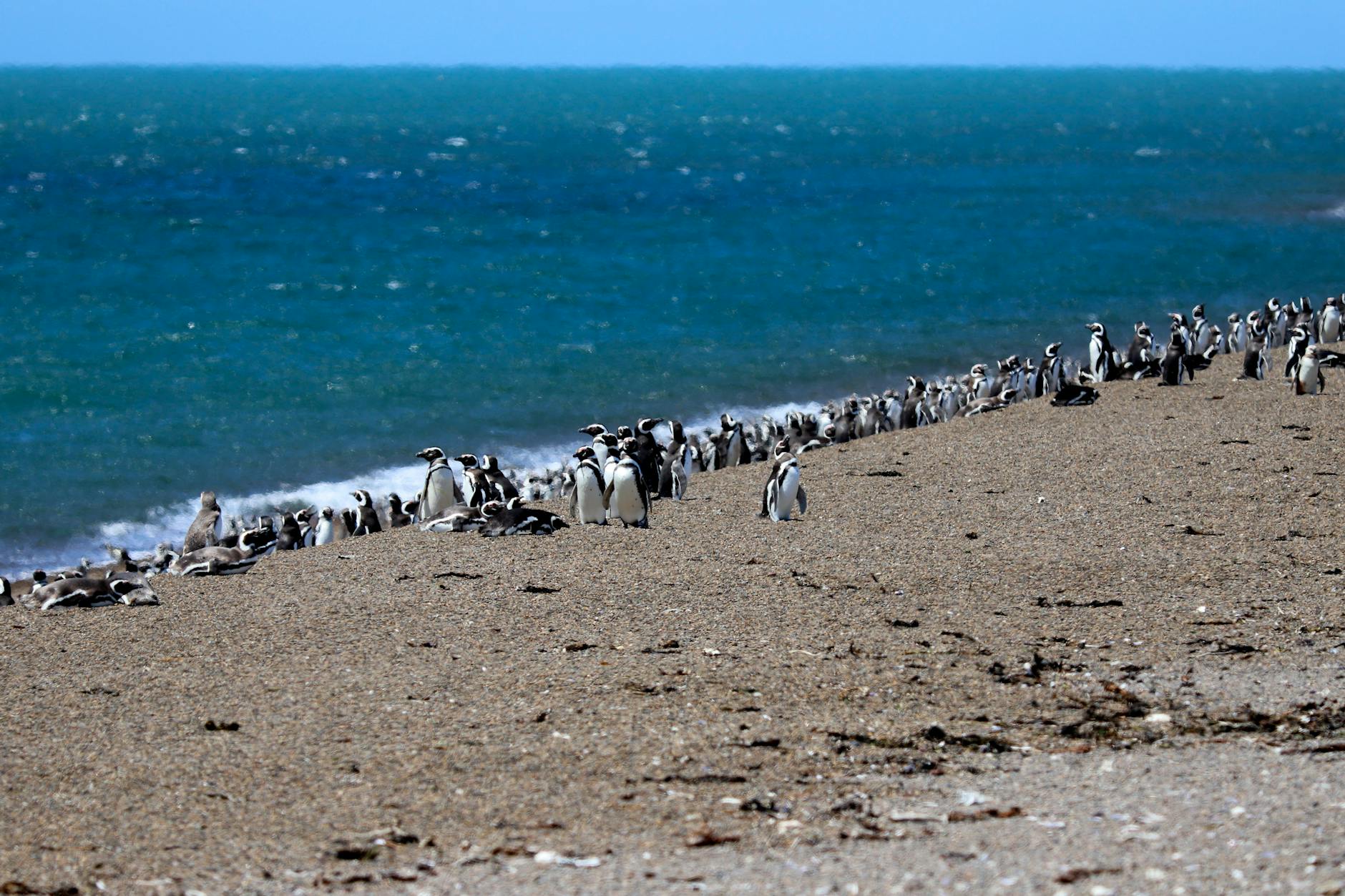 Pingwiny magellańskie na kamienistej plaży Punta Tombo nad oceanem Pingwiny magellańskie na kamienistej plaży Punta Tombo nad oceanem