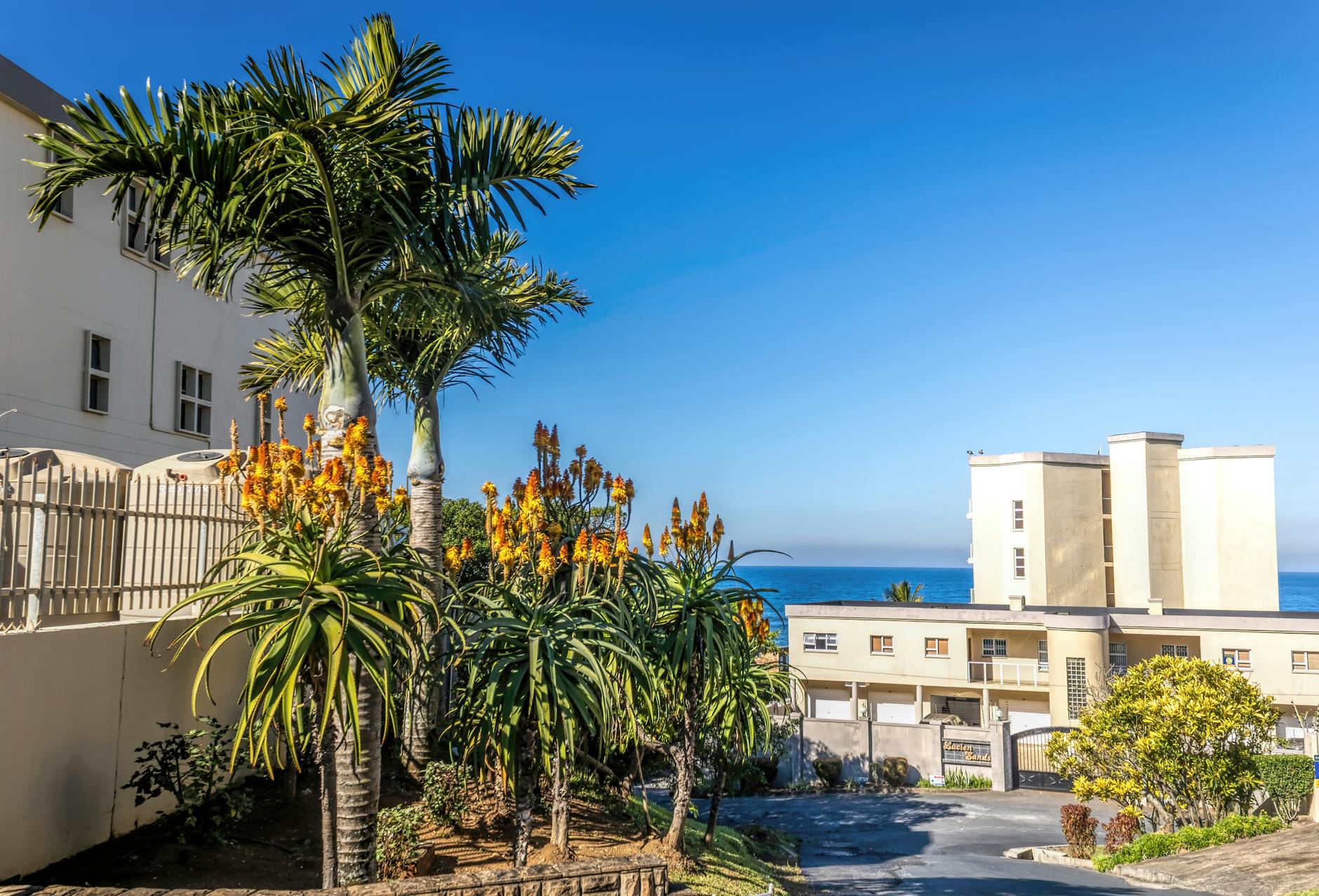 Rośliny aloesu i palmy na tle nadmorskich budynków w Margate, RPA