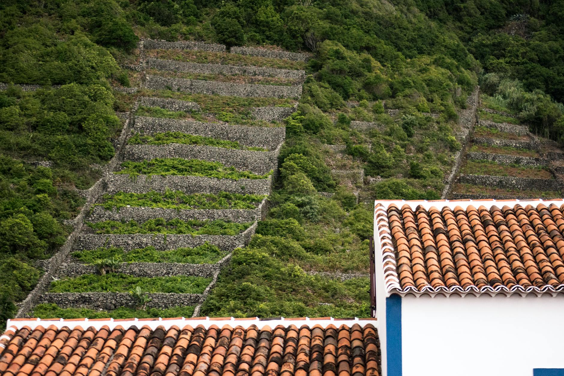 Tarasowe winnice i tradycyjne zabudowania na wyspach Azorach