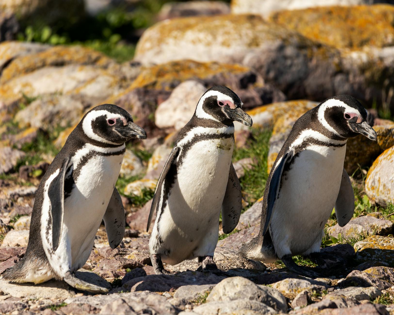 Trzy pingwiny magellańskie idą po kamienistym brzegu w Argentynie
