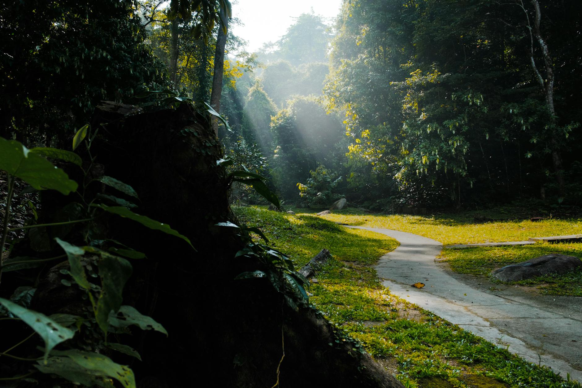 Leśna ścieżka w malezyjskiej dżungli oświetlona promieniami słońca